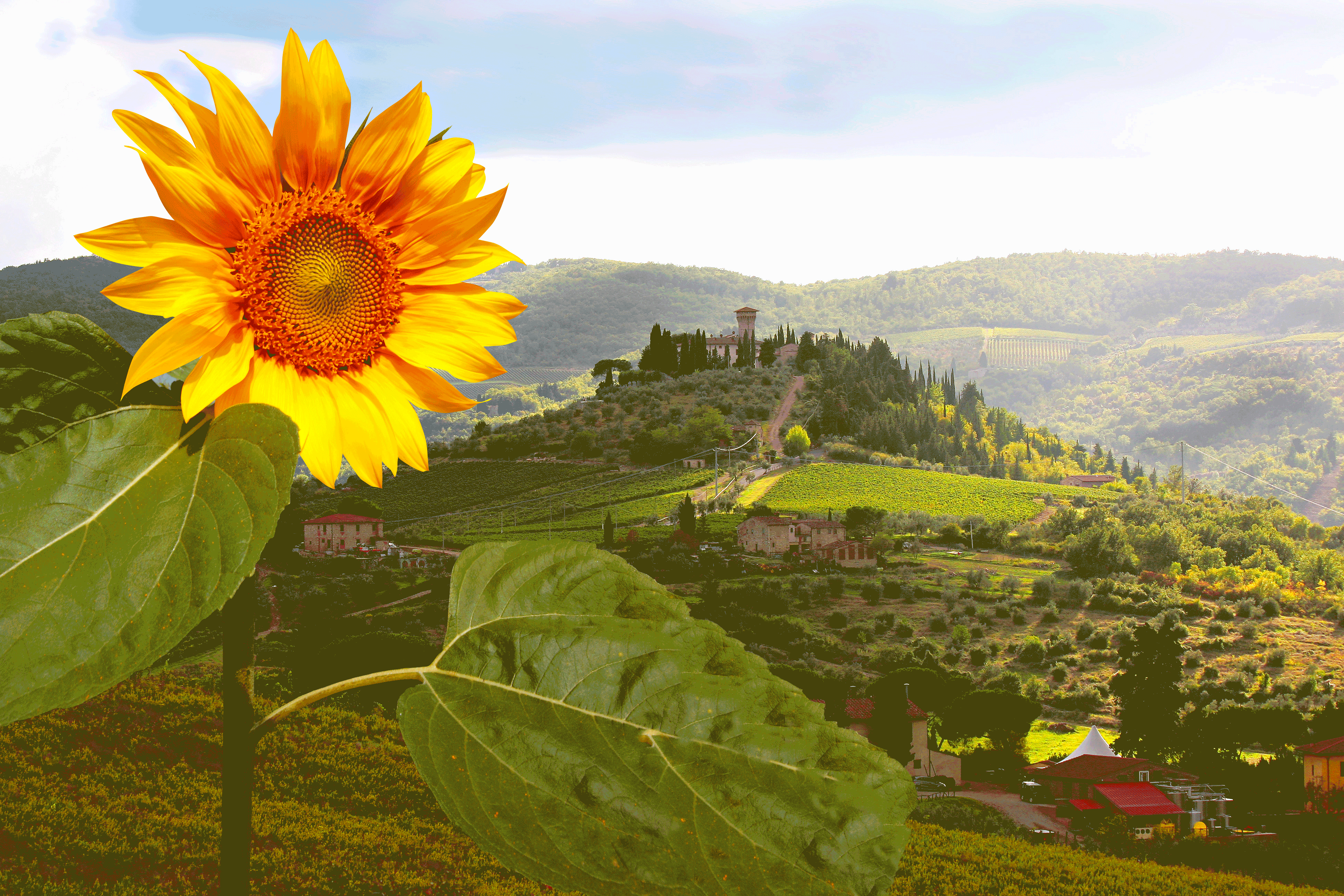 Udsigt over vinmarker i Toscana, Italien - Kulturrejser